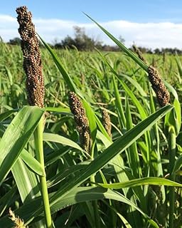 Japanese Millet Seed Waterfowl Ducks Pheasant Cover Crop 5 lbs.